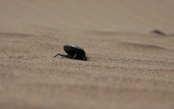 Stock Video A Beetle Digging In The Sand for PC