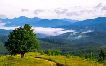 Stock Video A Big Tree In The Top Of The Hill And for PC