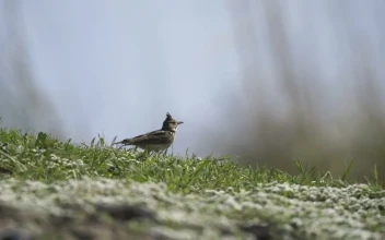Stock Video A Bird Walking In The Grass for PC