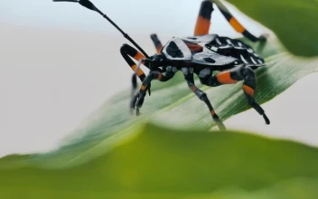 Stock Video A Black And Orange Bug Hemiptera On A Green Leaf for PC