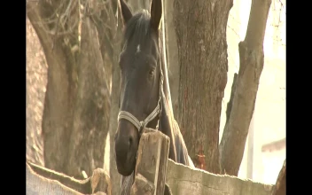 Stock Video A Black Horse Behind A Wooden Fence for PC