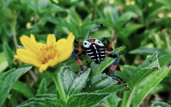 Stock Video A Black White And Orange Bug Near To A Flower for PC