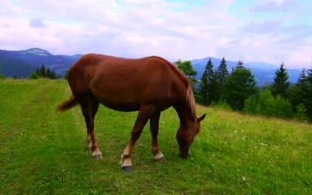 Stock Video A Brown Horse Grazing In A Meadow for PC