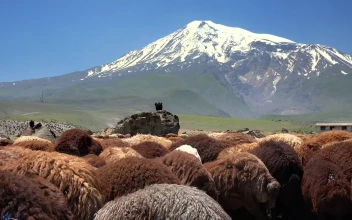 Stock Video A Brown Sheep Herd And A Snowy Mountain In The for PC