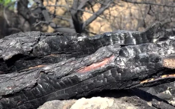 Stock Video A Burned Trunk for PC