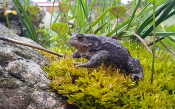 Stock Video A Common Toad On Moss for PC