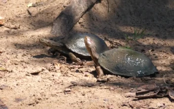 Stock Video A Couple Of Turtles Resting In The Sand for PC