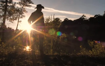 Stock Video A Cowboy Standing In A Field At Sunset for PC