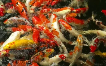 Stock Video A Crowd Of Koi Fish Swimming In The Water for PC