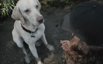 Stock Video A Cute Dog Giving The Paw While Sitting On A for PC