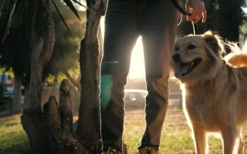 Stock Video A Dog And Its Owner At A Park for PC