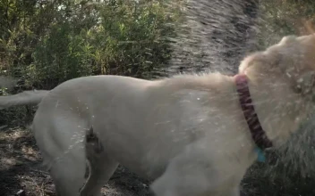Stock Video A Dog With Its Owner In A Forest for PC