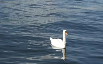 Stock Video A Family Of Swans Swimming In A Lake for PC