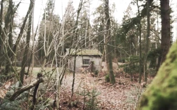 Stock Video Abandoned Shed In A Forest In Autumn for PC