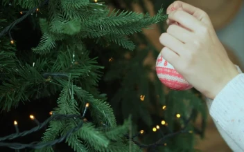 Stock Video Adding Decorations To A Tree for PC