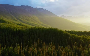 Stock Video Aerial Flight Over Dawn Lit Pine Forest And Mountans for PC