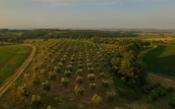 Stock Video Aerial Flyover Of Green Fields And Orchards for PC