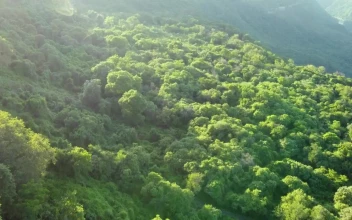 Stock Video Aerial Journey Over A Mountain Range Covered With Vegetation for PC