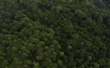 Stock Video Aerial Shot Of A Forest Covered With Trees And Vegetation for PC