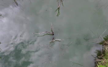 Stock Video Aerial Top Shot Of A Swamp In The Jungle for PC