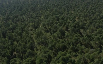 Stock Video Aerial Tour Above A Forest On A Sunny Day for PC
