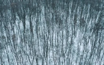 Stock Video Aerial Tour Above A Snowy Forest for PC
