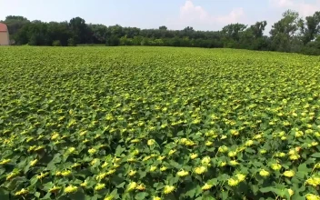Stock Video Aerial Tour Above An Immense Field Of Sunflowers for PC
