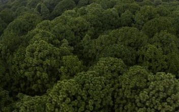 Stock Video Aerial Tour Of A Dense Forest Full Of Trees for PC