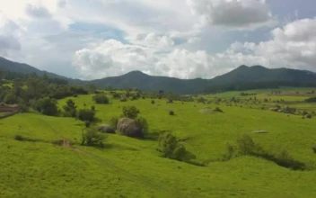 Stock Video Aerial Tour Of A Large Meadow Covered With Vegetation for PC