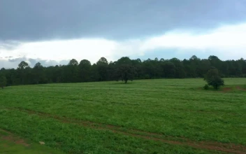 Stock Video Aerial Tour Of A Meadow In A Large Forest  Larg for PC