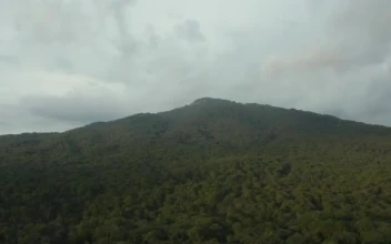 Stock Video Aerial Tour Through A Large Forest That Covers A Mountain for PC