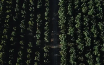 Stock Video Aerial View Of A Road And Tree Tops for PC