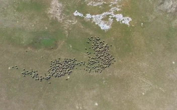 Stock Video Aerial View Of A Sheep Herd On A Valley for PC