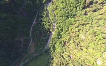 Stock Video Aerial View Of A Stream Between The Forest for PC