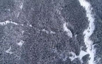 Stock Video Aerial View Of A Winter Forest Full Of Pine Trees for PC
