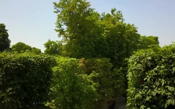 Stock Video Aerial View Of Paris From A Large Garden  Larg for PC