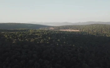 Stock Video Aerial View Of Sunlight Over Treetops for PC