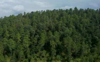 Stock Video Aerial Walk Above An Immense Pine Forest for PC