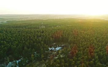 Stock Video Aerial Walk Over A Green Forest Full Of Vegetation for PC
