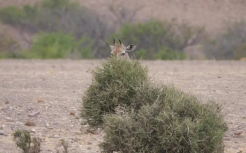 Stock Video A Baby Giraffe Eats From A Tree On The Savanna for PC