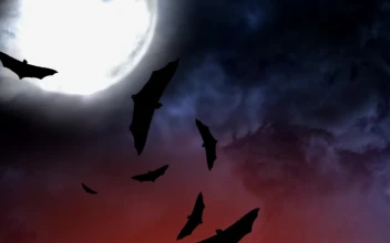 Stock Video Bats On Halloween For PC