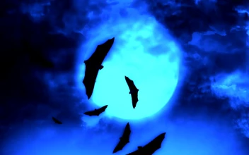 Stock Video Bats Flying Under The Blue Full Moon For PC
