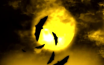 Stock Video Bats Flying In The Light Of The Full Moon For PC