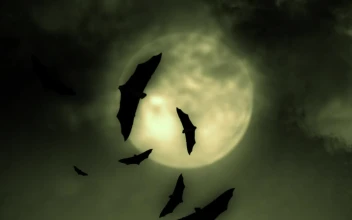 Stock Video Bats And The Full Moon On Halloween For PC