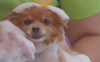 Stock Video Bathing A Small And Calm Dog For PC