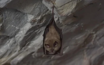 Stock Video Bat Resting Inside A Cave For PC