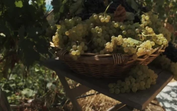 Stock Video Basket Full Of Fresh Grapes For PC