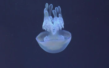 Stock Video Barrel Jellyfish Heading Down For PC