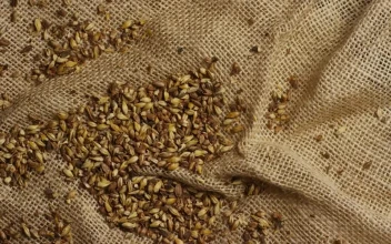 Stock Video Barley Grains On A Natural Fabric For PC