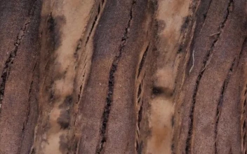 Stock Video Bark Of A Tree Closeup For PC